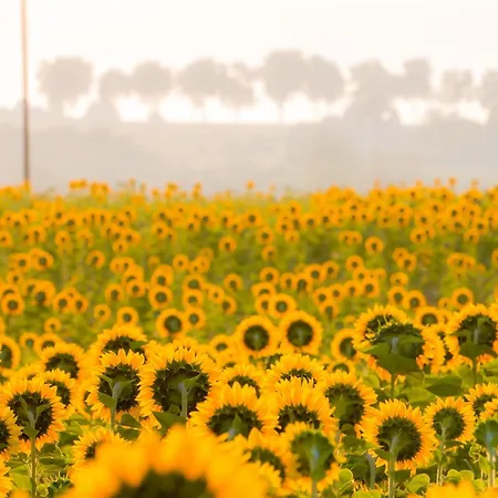 La Maison Du Vignoble - Piscine, Tennis, Wallbox - * Lectoure